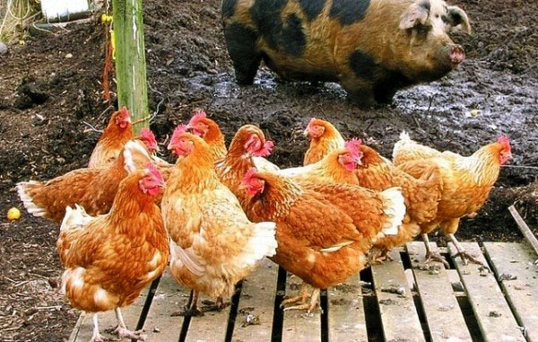 Nevarna soseska za piščance ogroža okužbo s helminti