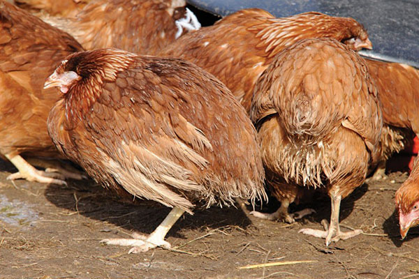 Број пилића утиче на кокцидиозу
