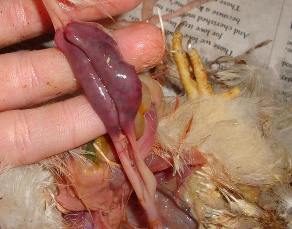 Na potvrdenie diagnózy sa otvorí mŕtvy vták