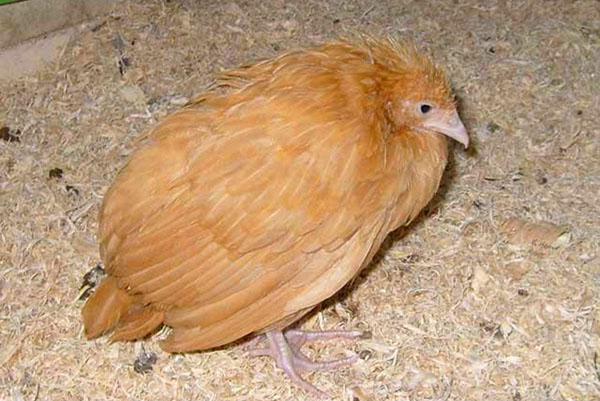 Hastalık tedavi edildiğinde, kuş özel ilaçlar ile tedavi edilir.