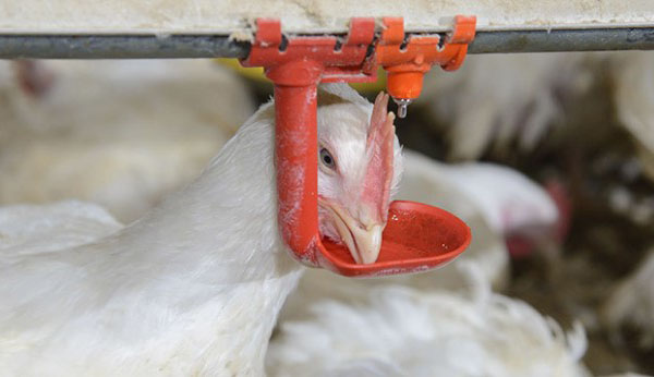 Spajkanje pitovnih piščancev za preprečevanje bolezni
