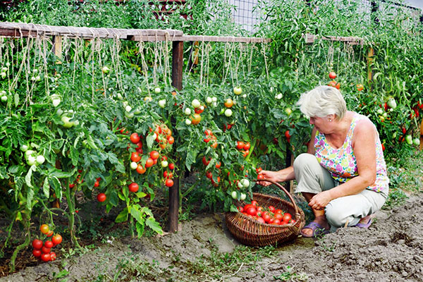 tomat høsting