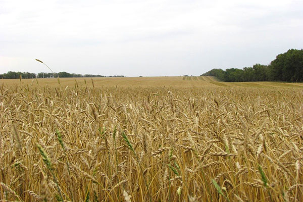 ladang gandum