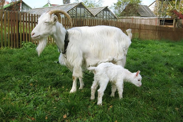 Koza s dieťaťom