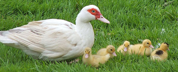 Пиле од мошусне патке појављују се на 32-36 дана
