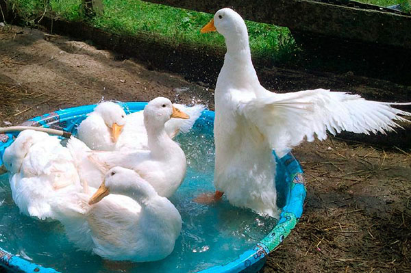 Пилећи пекиншки патке ослобођени су од 27. до 29. дана