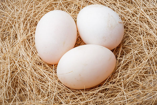 За инкубатор, јаја се морају сакупљати из гнезда