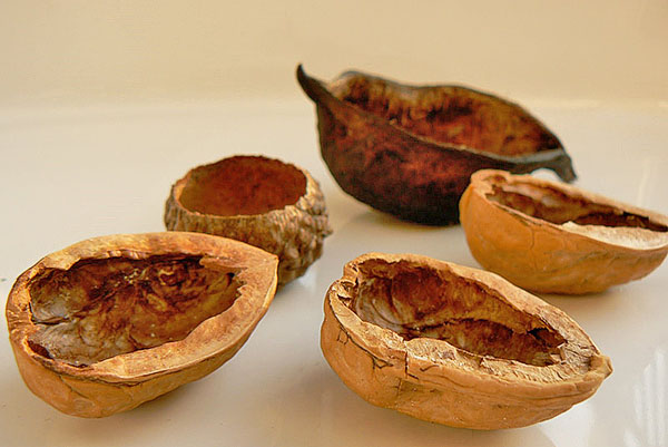 kulit walnut terhadap penyakit