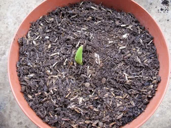 vårplantering av tulpaner