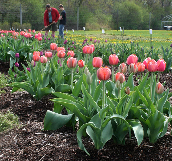 tulipas florescendo