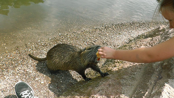 这个女孩喂养海狸鼠