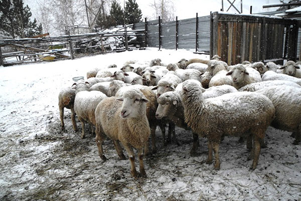 在农庄的绵羊在冬天