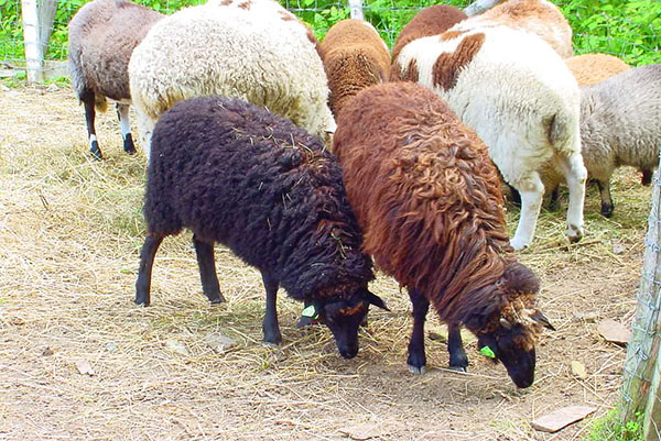 绵羊是为肉，羊毛，牛奶饲养的