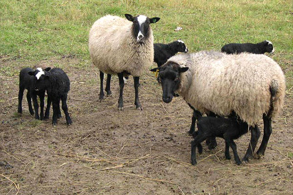 Ovce s jahňatami