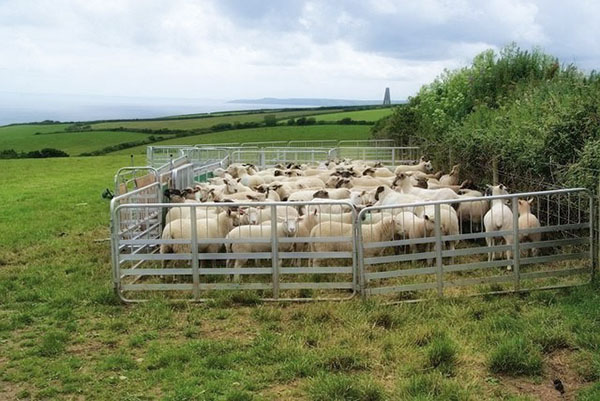 Domba dalam pen mudah alih