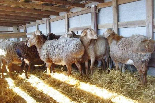În timpul iernii, oile sunt ținute în interior