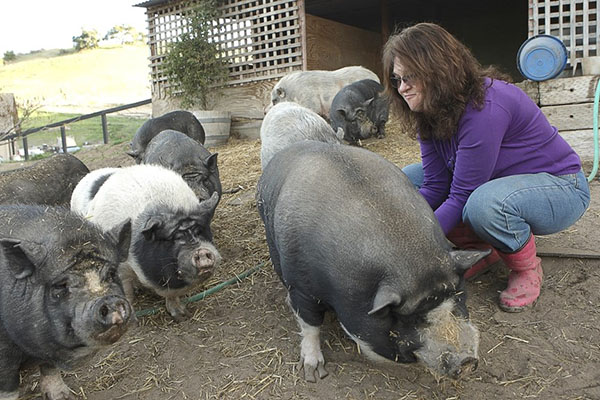 Penggemukan piglets untuk daging
