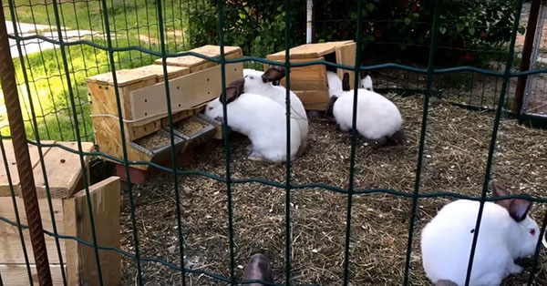aviary för sommarunderhåll av kaniner