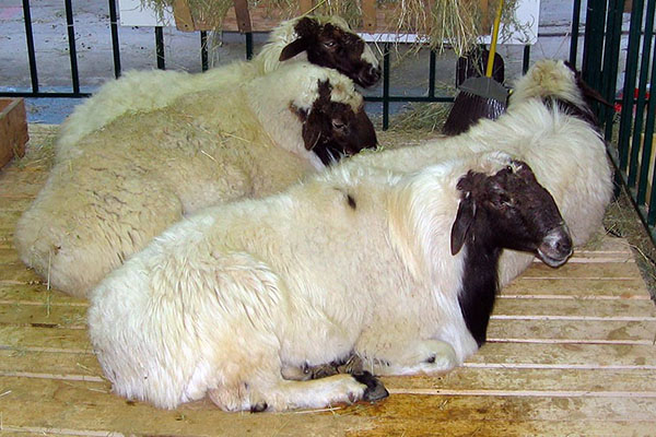koyun koyunlarının bakımı