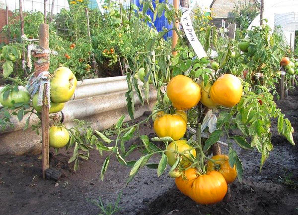 品种Khurma的西红柿