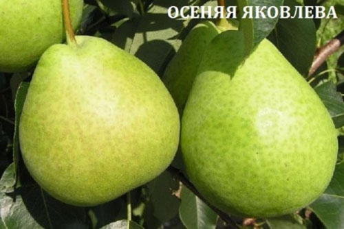 pære høst Yakovleva