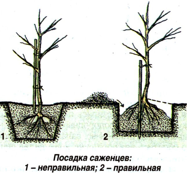 planting av frøplanter