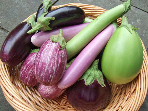Eggplanter av forskjellige varianter og arter