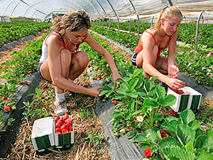 草莓在西伯利亚温室