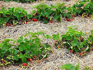 开放种植草莓