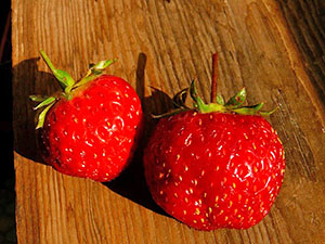 草莓Darenka