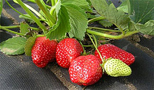 Strawberry Tanyusha