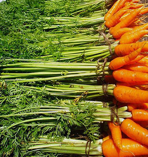 Cele mai bune soiuri de morcovi pentru cabane de vara