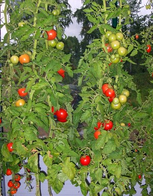 AlcázarF1番茄品种