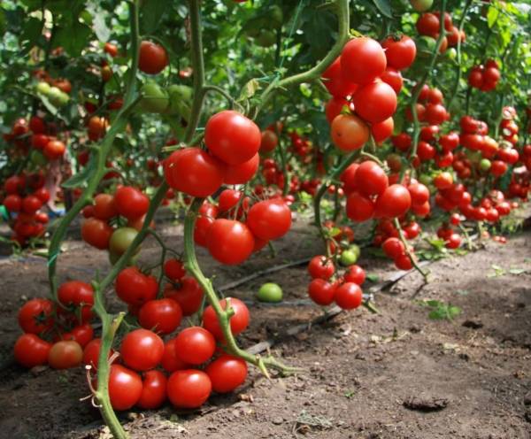 god høst tomat