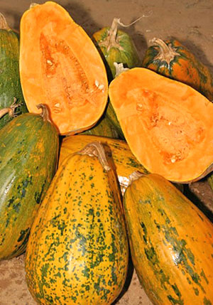 Pumpkin Gribovsky Grm 189