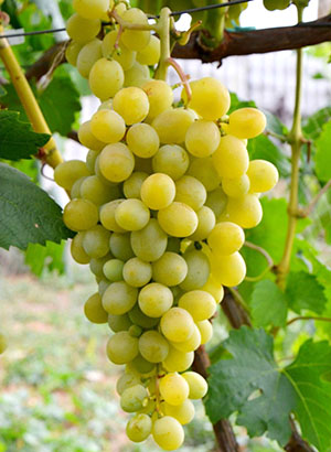 Adler Grapes