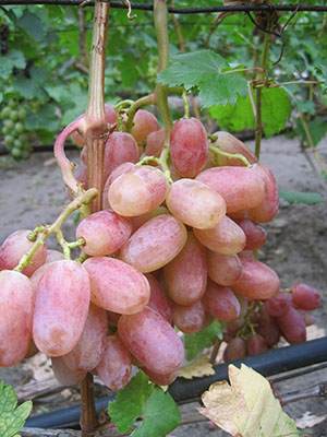 Victor Grapes