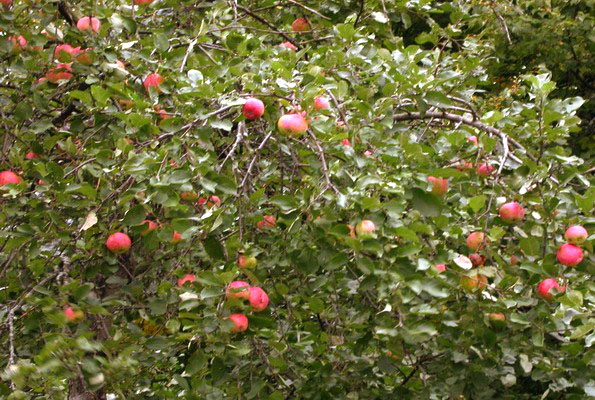 Leningrad bölgesinde elma ağacı
