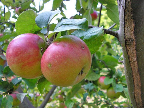 Apple Tree Renet Chernenko