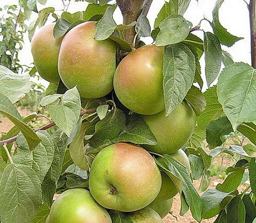 Apple Tree Tellisaare