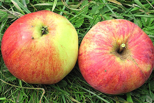Aelita çeşitlerinin elma meyvesi