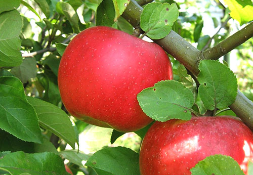 Auxis'in elma ağacı