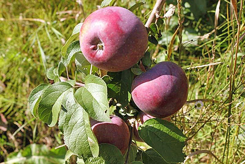 Elma Ağacı Antey