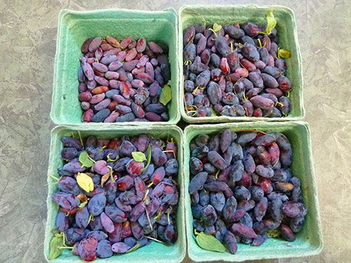 Variety Harvest
