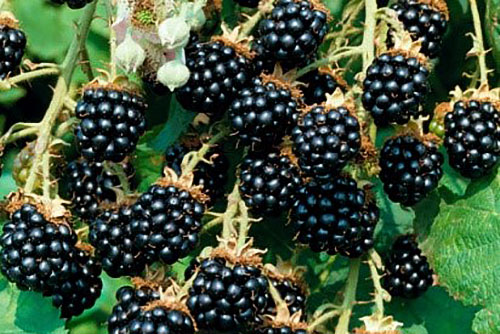 黑莓Agava