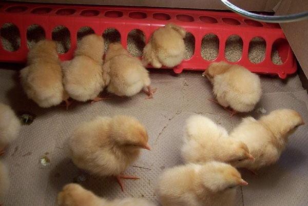 Kippen eten actief gemengd voer