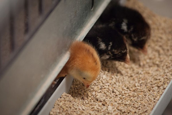 Kippen voeren met gemengde voerzonneschijn
