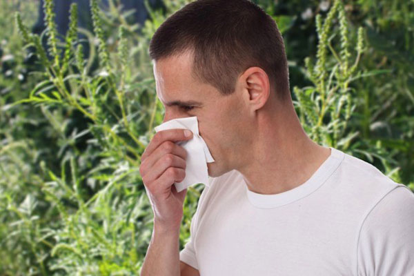 alergia na ambróziu