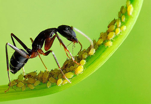 Mieren worden verspreid door mieren