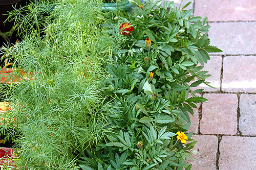 Marigolds nedovolia, aby sa rastlina usadila na kôpri